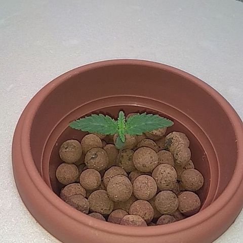 Gorilla Zkittlez growlog timeline photo
