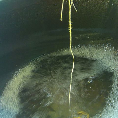Gorilla Zkittlez growlog timeline photo
