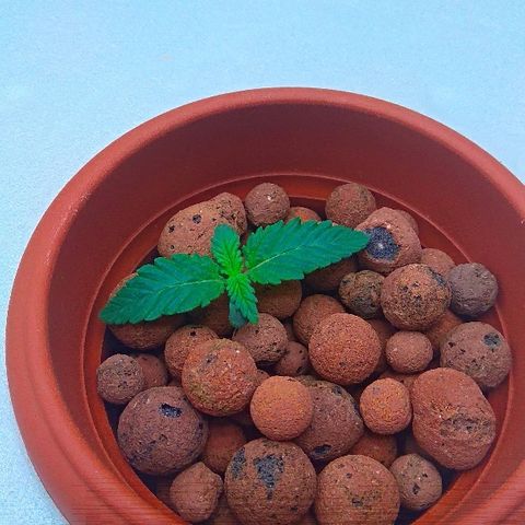 Gorilla Zkittlez growlog timeline photo