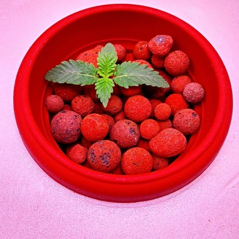 Gorilla Zkittlez growlog timeline photo