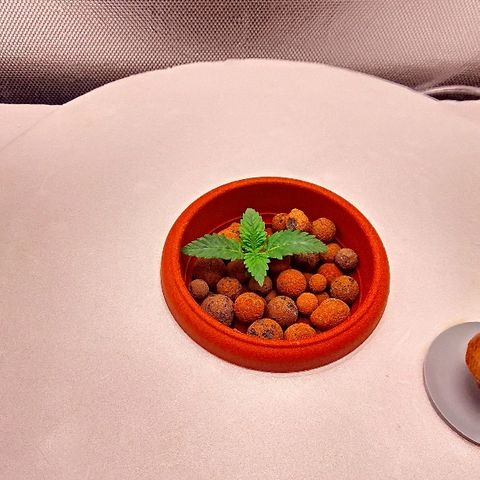 Gorilla Zkittlez growlog timeline photo