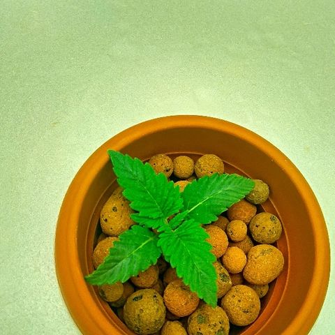 Gorilla Zkittlez growlog timeline photo