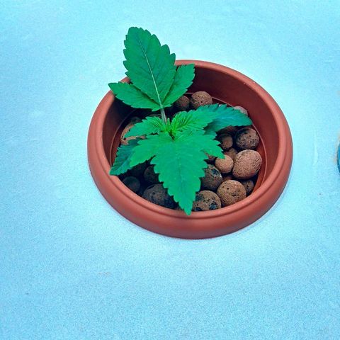 Gorilla Zkittlez growlog timeline photo