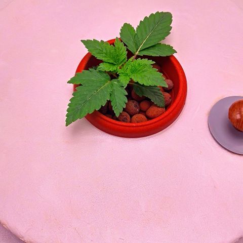 Gorilla Zkittlez growlog timeline photo