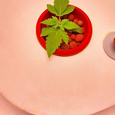 Gorilla Zkittlez growlog timeline photo
