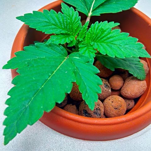 Gorilla Zkittlez growlog timeline photo