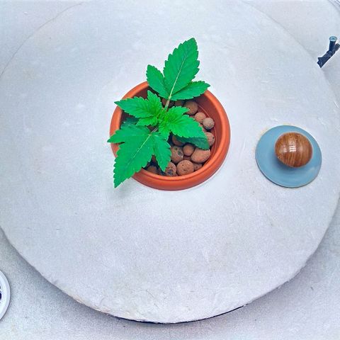 Gorilla Zkittlez growlog timeline photo