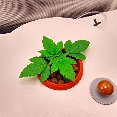 Gorilla Zkittlez growlog timeline photo