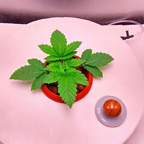 Gorilla Zkittlez growlog timeline photo