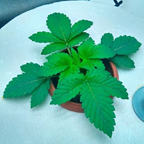 Gorilla Zkittlez growlog timeline photo