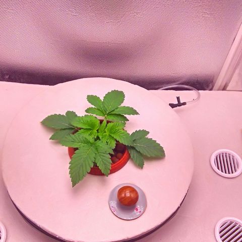 Gorilla Zkittlez growlog timeline photo