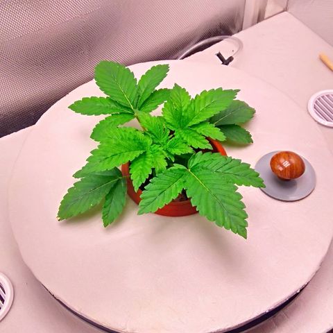 Gorilla Zkittlez growlog timeline photo
