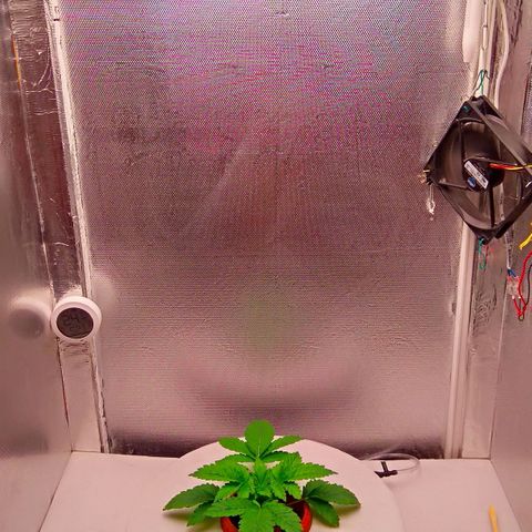 Gorilla Zkittlez growlog timeline photo