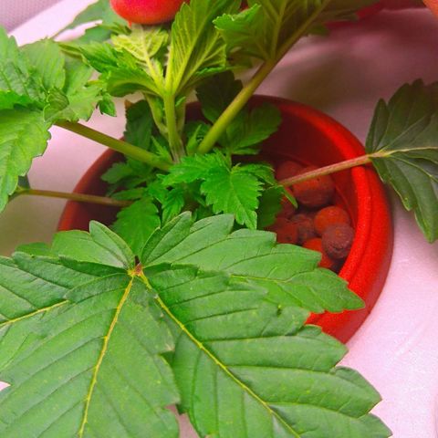 Gorilla Zkittlez growlog timeline photo