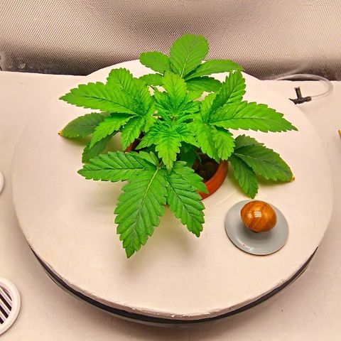 Gorilla Zkittlez growlog timeline photo