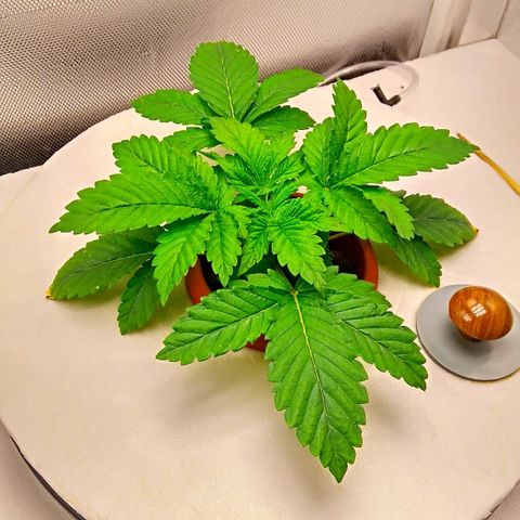 Gorilla Zkittlez growlog timeline photo