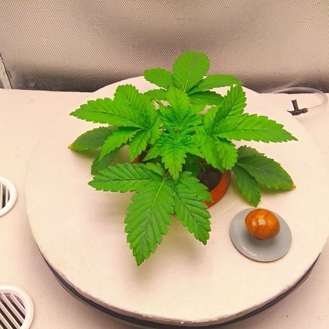 Gorilla Zkittlez growlog timeline photo