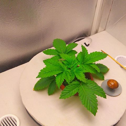 Gorilla Zkittlez growlog timeline photo