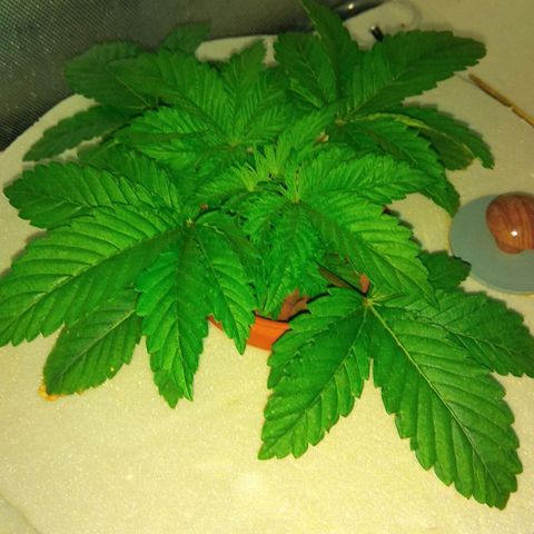 Gorilla Zkittlez growlog timeline photo