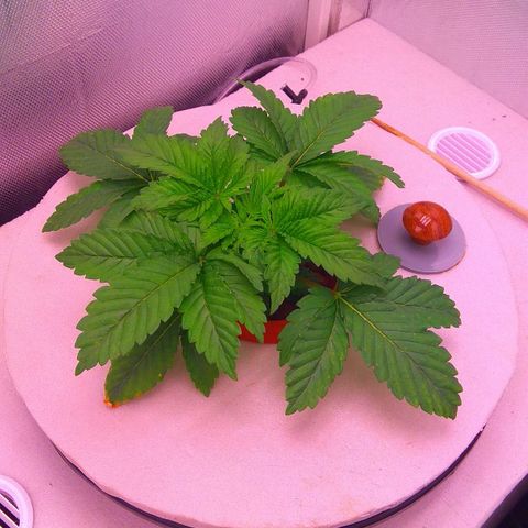 Gorilla Zkittlez growlog timeline photo