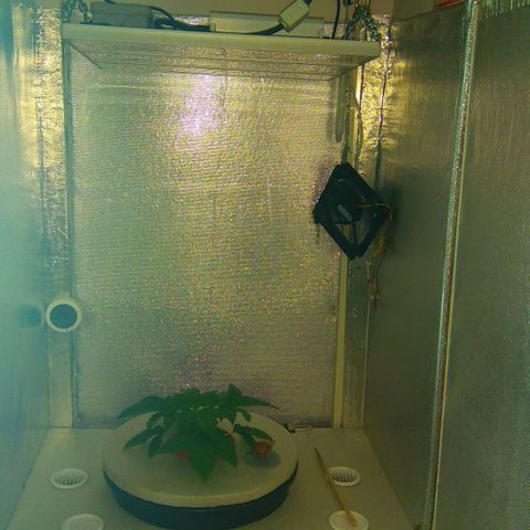 Gorilla Zkittlez growlog timeline photo
