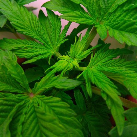 Gorilla Zkittlez growlog photo: FIM