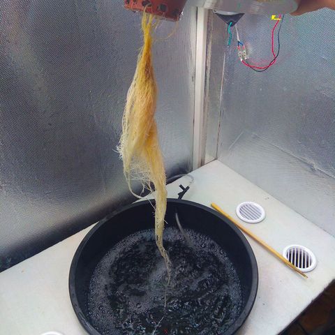 Gorilla Zkittlez growlog timeline photo