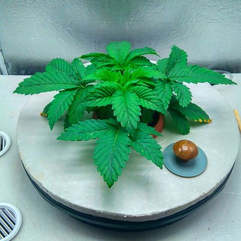 Gorilla Zkittlez growlog timeline photo