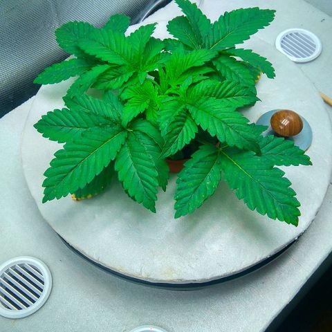 Gorilla Zkittlez growlog timeline photo