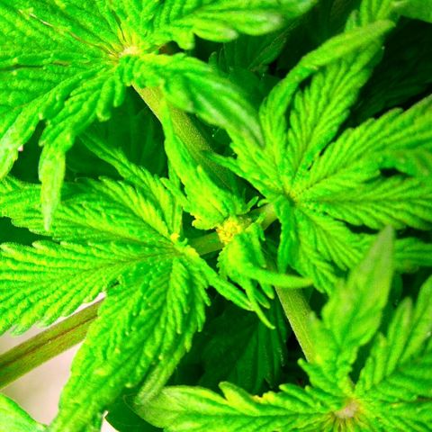 Gorilla Zkittlez growlog timeline photo