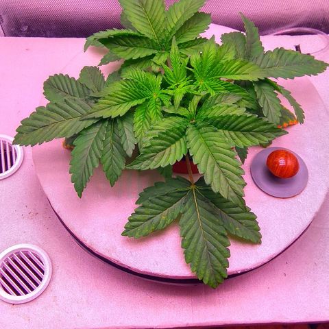 Gorilla Zkittlez growlog timeline photo