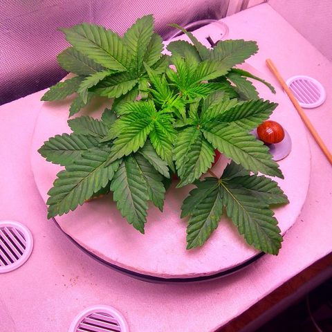 Gorilla Zkittlez growlog timeline photo