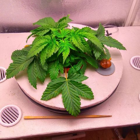 Gorilla Zkittlez growlog timeline photo