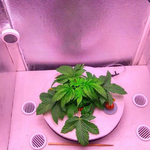 Gorilla Zkittlez growlog timeline photo