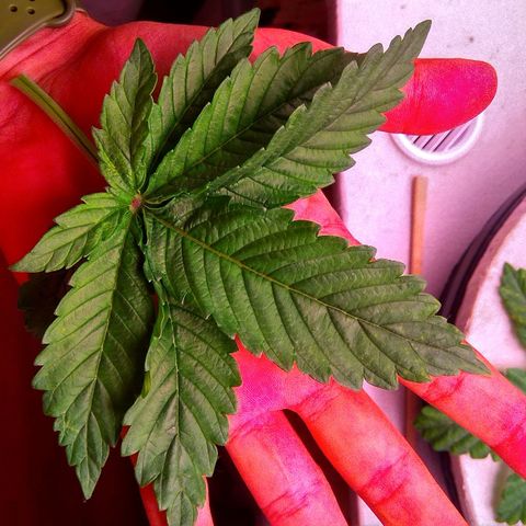 Gorilla Zkittlez growlog timeline photo