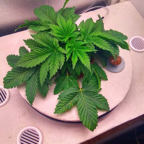 Gorilla Zkittlez growlog timeline photo
