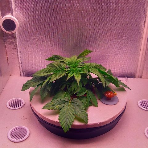 Gorilla Zkittlez growlog timeline photo