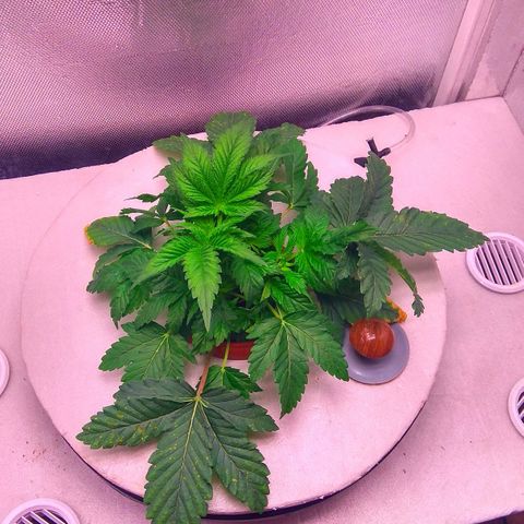 Gorilla Zkittlez growlog timeline photo