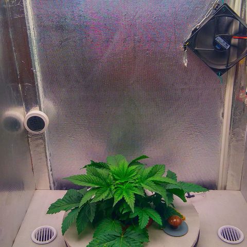 Gorilla Zkittlez growlog timeline photo