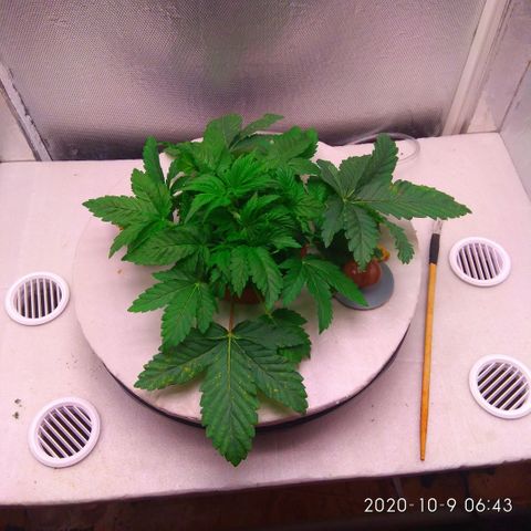 Gorilla Zkittlez growlog timeline photo