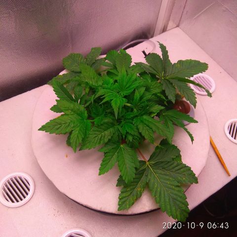Gorilla Zkittlez growlog timeline photo