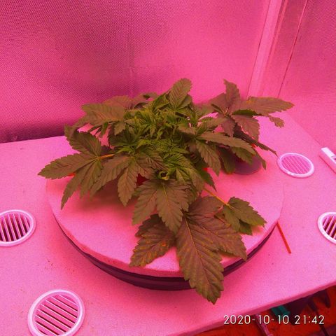 Gorilla Zkittlez growlog timeline photo