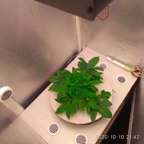 Gorilla Zkittlez growlog timeline photo