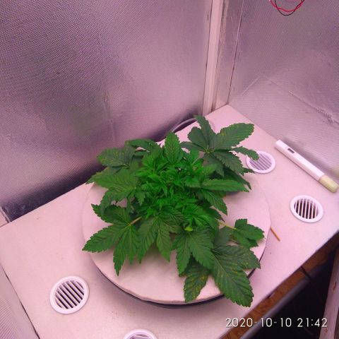 Gorilla Zkittlez growlog timeline photo