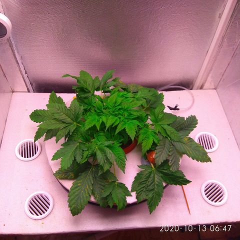 Gorilla Zkittlez growlog timeline photo