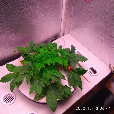 Gorilla Zkittlez growlog timeline photo