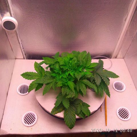 Gorilla Zkittlez growlog timeline photo