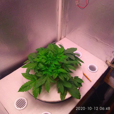 Gorilla Zkittlez growlog timeline photo