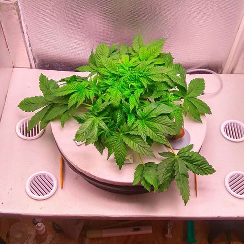 Gorilla Zkittlez growlog timeline photo