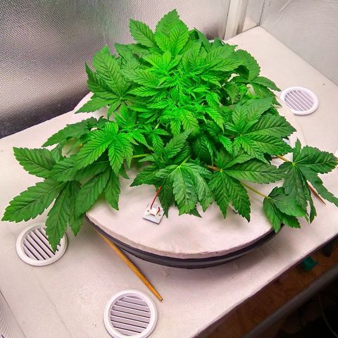 Gorilla Zkittlez growlog timeline photo